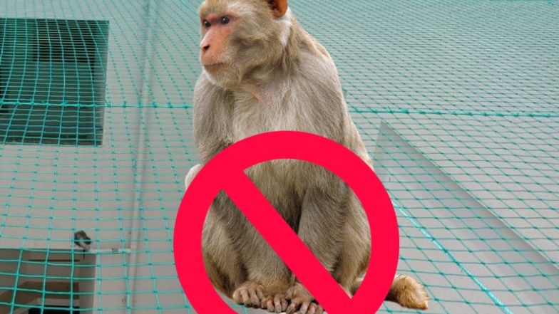 Monkey Protection Nets In Bangalore | Call 7382427357 for Netting