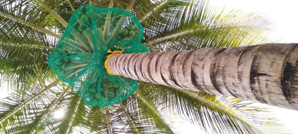 Coconut Tree Safety Nets in Bangalore | Call 7382427357 for Nets